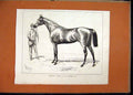 Original Old Antique Print Horse Hampton C1870 Winner Goodwood Cup Victorian