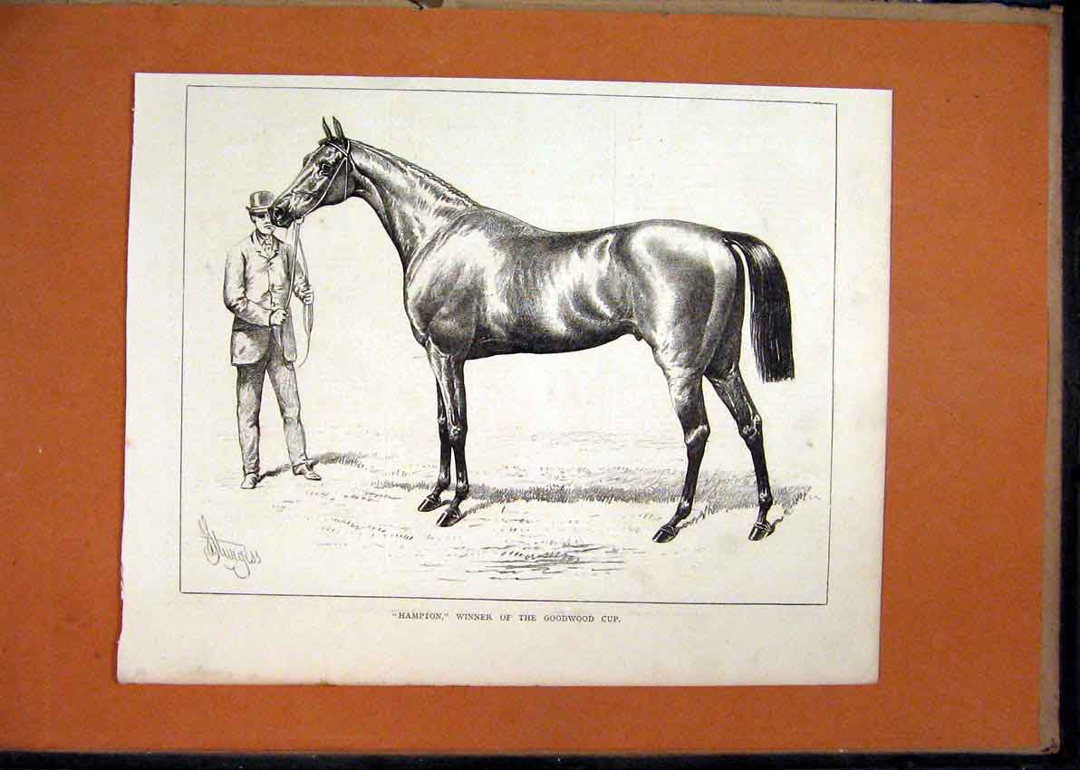 Original Old Antique Print Horse Hampton C1870 Winner Goodwood Cup Victorian