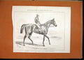 Original Old Antique Print Austerlitz Winner Liverpool Grand National 1877 Race