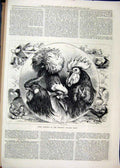 Old Antique Print Prize Winners Banbury Poultry Show 1877 Cockerel Pigeon 19th