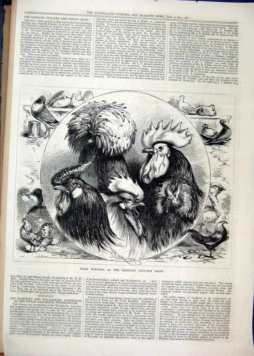 Old Antique Print Prize Winners Banbury Poultry Show 1877 Cockerel Pigeon 19th