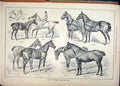 Original Old Antique Print 1883 Mr Chennells Newmarket Hacks Horses Signet Becca