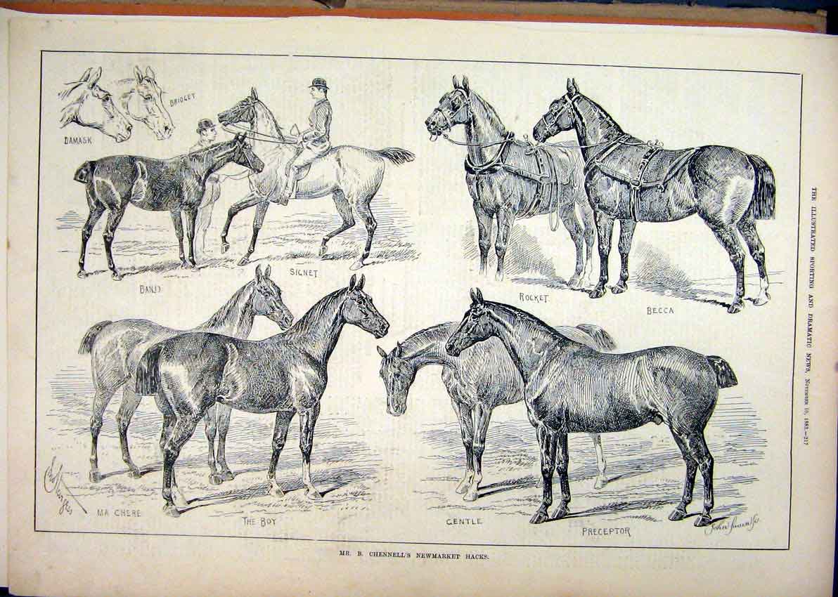 Original Old Antique Print 1883 Mr Chennells Newmarket Hacks Horses Signet Becca