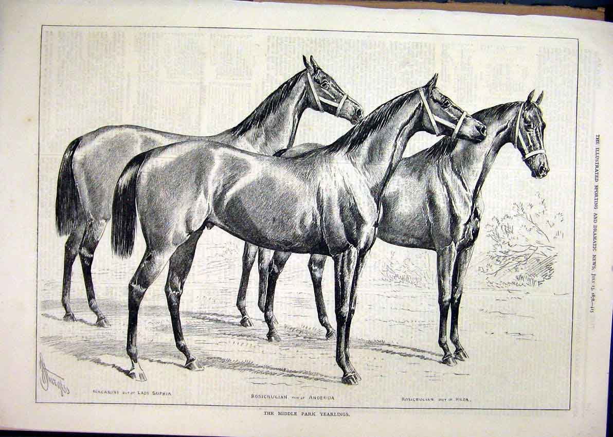 Old Antique Print 1878 Middle Park Yearlings Horses Macaroni Rosicrucian 19th