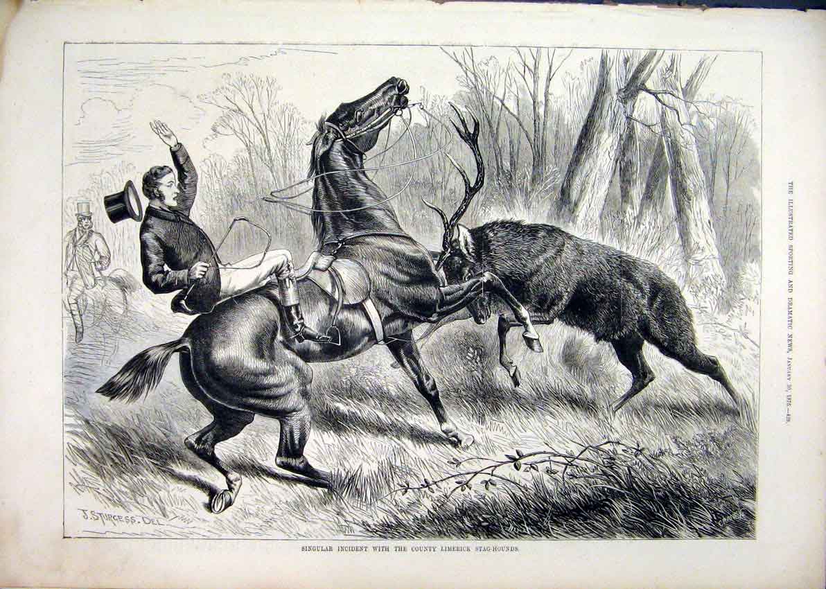 Original Old Antique Print 1875 Stag-Hounds County Limerick Attack Horse Rider