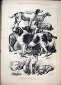 Original Old Antique Print 1877 Prize Winners Kennel Club Dog Show Victorian