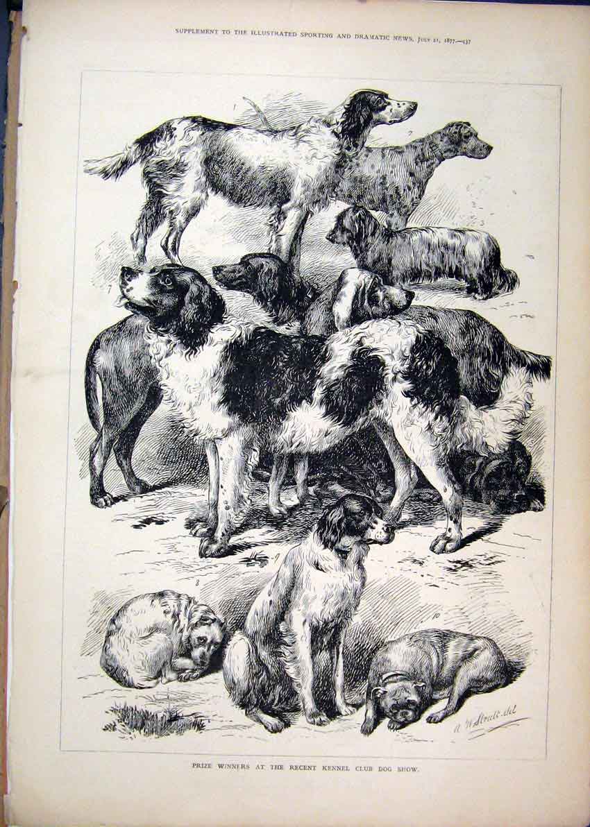 Original Old Antique Print 1877 Prize Winners Kennel Club Dog Show Victorian