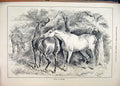 Original Old Antique Print 1884 Horses Eating Trees Playing Country Scene 19th