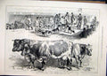 Original Old Antique Print 1877 Fox Hounds Prize Cattle Yorkshire Agricultural