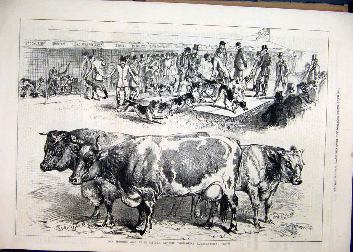Original Old Antique Print 1877 Fox Hounds Prize Cattle Yorkshire Agricultural