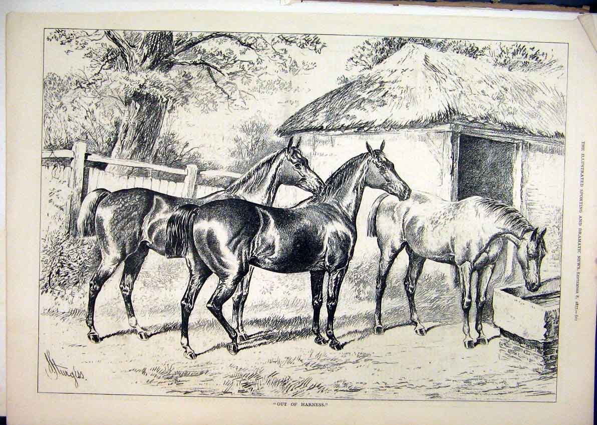 Old Antique Print Horses Filed Drinking Trough 1877 Stable Country Scene 19th
