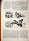 Original Old Antique Print Wild Duck Snaring 1884 Man Bait River Scene Victorian
