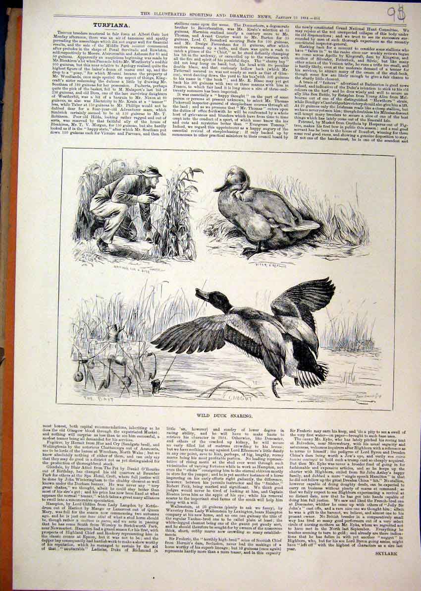 Original Old Antique Print Wild Duck Snaring 1884 Man Bait River Scene Victorian