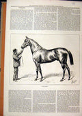Original Old Antique Print 1877 Man Hing Beautiful Race Horse Wallsend Victorian