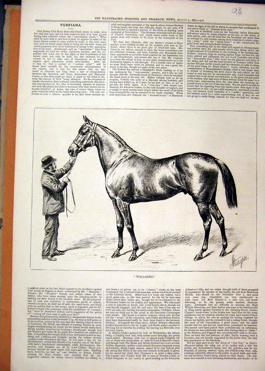 Original Old Antique Print 1877 Man Hing Beautiful Race Horse Wallsend Victorian