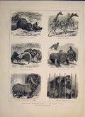 Original Old Antique Print Zoo Regent'S Park London Giraffe Beaver Birds Rhino