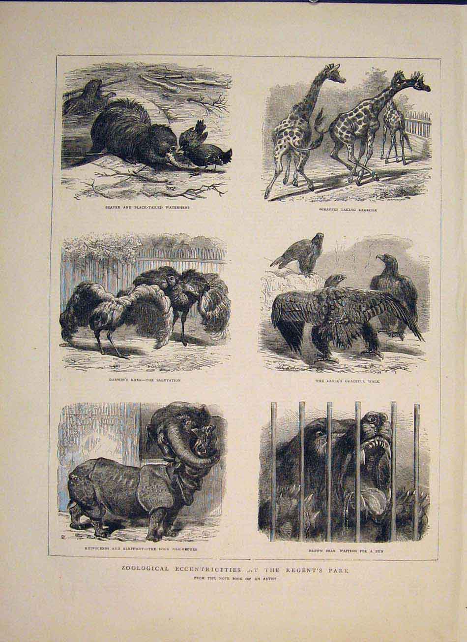 Original Old Antique Print Zoo Regent'S Park London Giraffe Beaver Birds Rhino