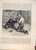 Original Old Antique Print Chimpanzee Zoo Zoological Gardens Monkey Animal 1874