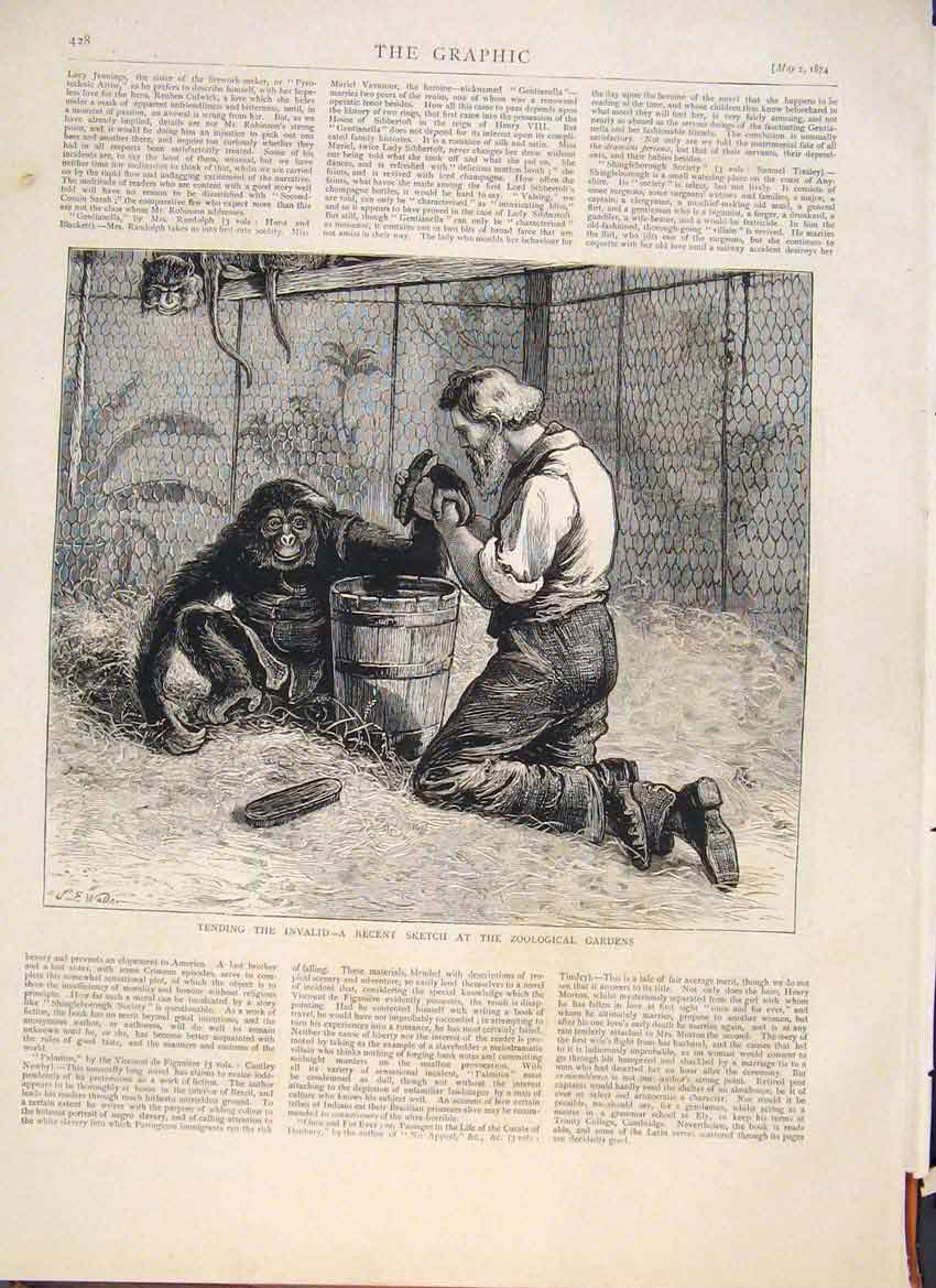 Original Old Antique Print Chimpanzee Zoo Zoological Gardens Monkey Animal 1874