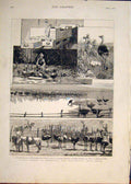 Original Old Antique Print Ostrich Farm Heatherton Grahamstown South Africa 1878