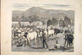 Original Old Antique Print Afghan War Ali Musjid Peshawur Cattle 1879 Victorian