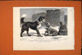 Original Old Antique Print Degenerate Colonial Sketch Ottawa Dogs 1879 19th