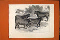 Original Old Antique Print Prize Cattle International Show Paris France 1879
