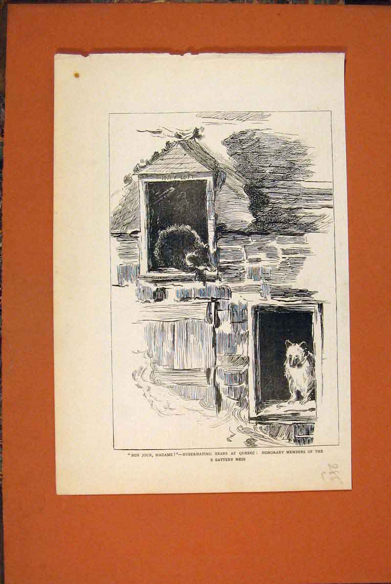 Original Old Antique Print Hibernating Bears Quebec Battery Mess Members 1879