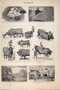 Old Antique Print Ortega Bull Westminster Africa Hail Catacomb Paris Tell