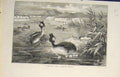 Original Old Antique Print Grebes Grebe Bird Birds Flora Fauna 1882 Victorian