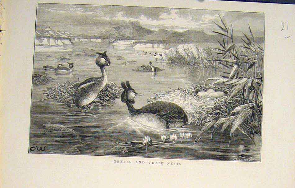 Original Old Antique Print Grebes Grebe Bird Birds Flora Fauna 1882 Victorian