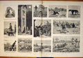 Original Old Antique Print Plantagenet Trot Dogs Dog Sketches Pig 1882 19th