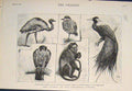 Original Old Antique Print Bird Birds Monkey Zoo Zoological Plover Falcon Rhea