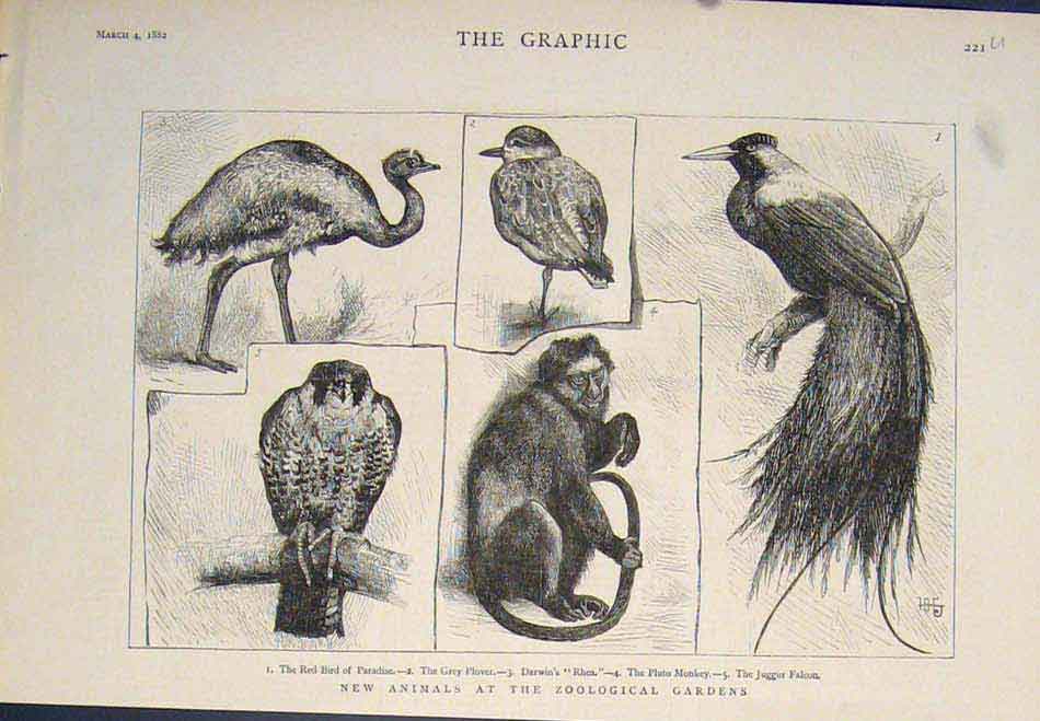 Original Old Antique Print Bird Birds Monkey Zoo Zoological Plover Falcon Rhea