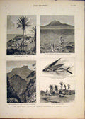 Old Antique Print Madeira Sierra Leone Africa Flying Fish Teneriffe 1883 19th