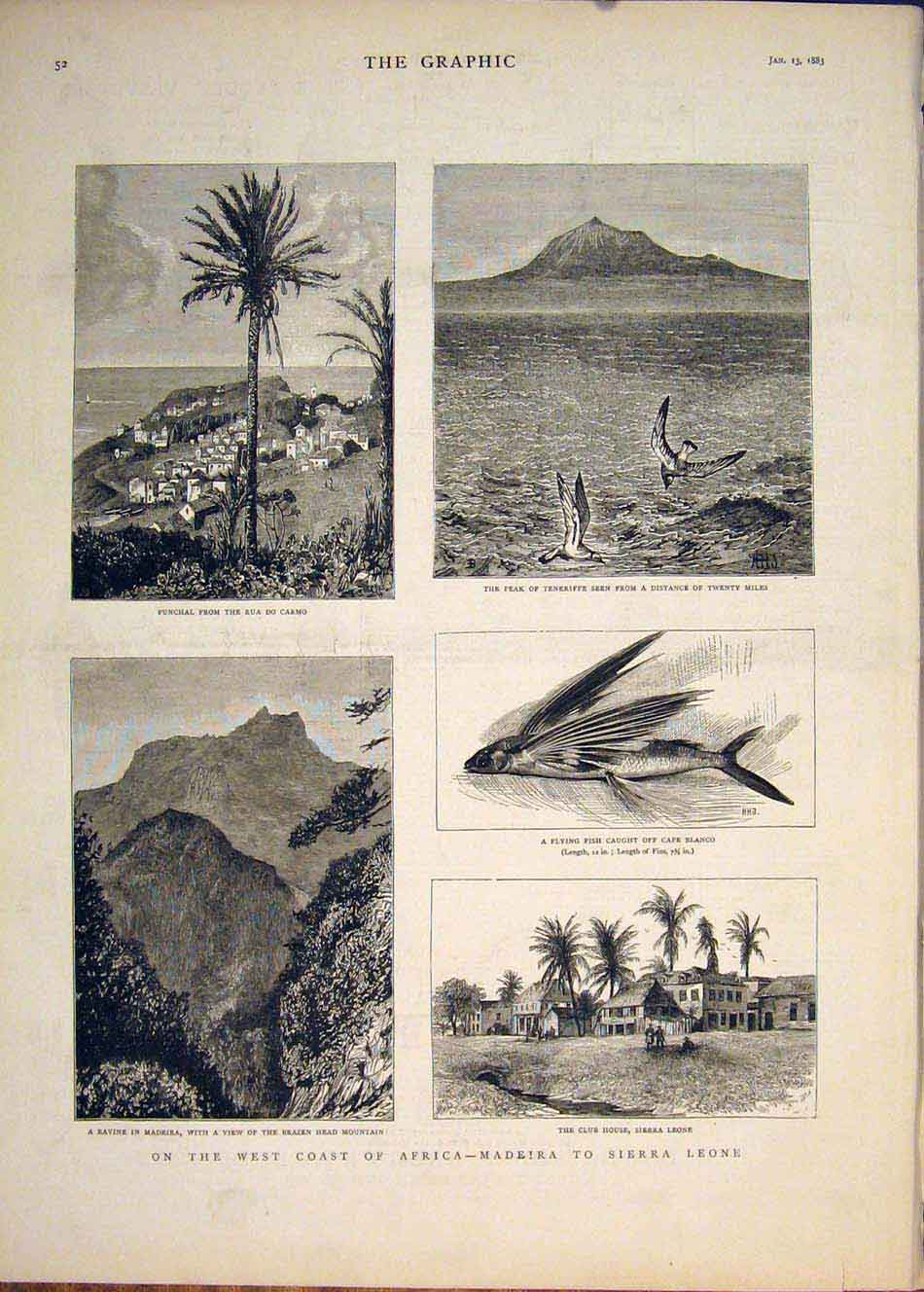 Old Antique Print Madeira Sierra Leone Africa Flying Fish Teneriffe 1883 19th