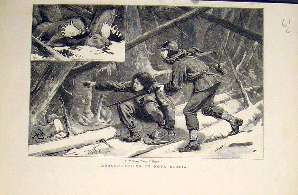 Original Old Antique Print Moose Creeping Hunt Hunting Nova Scotia 1883 19th