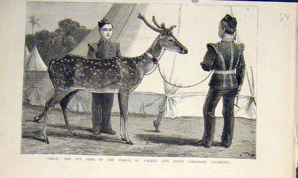 Original Old Antique Print Billy Pet Deer Prince Wales Yorkshire Regiment 1883