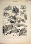 Original Old Antique Print Broncho Bronco Horses Horse Royal Aquarium 1883 19th