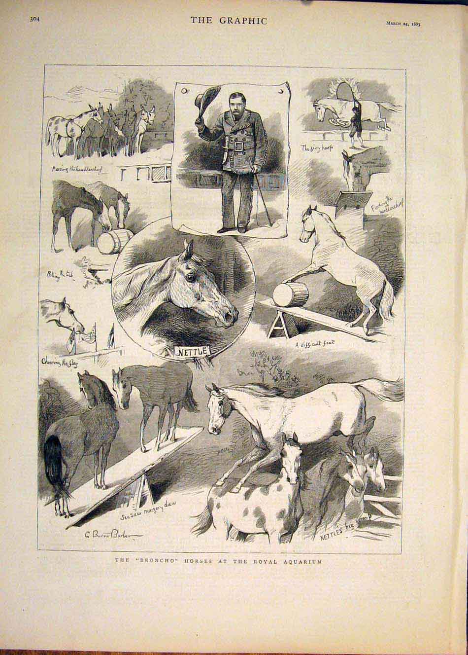 Original Old Antique Print Broncho Bronco Horses Horse Royal Aquarium 1883 19th