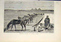 Original Old Antique Print Cavalry Horses Grass Cairo Egypt Africa 1883 19th