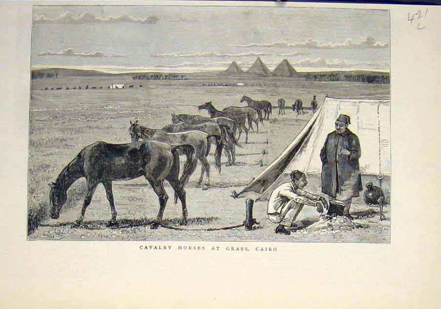 Original Old Antique Print Cavalry Horses Grass Cairo Egypt Africa 1883 19th
