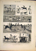 Original Old Antique Print Race Meeting Feverabad India Bull Horse Races 1883