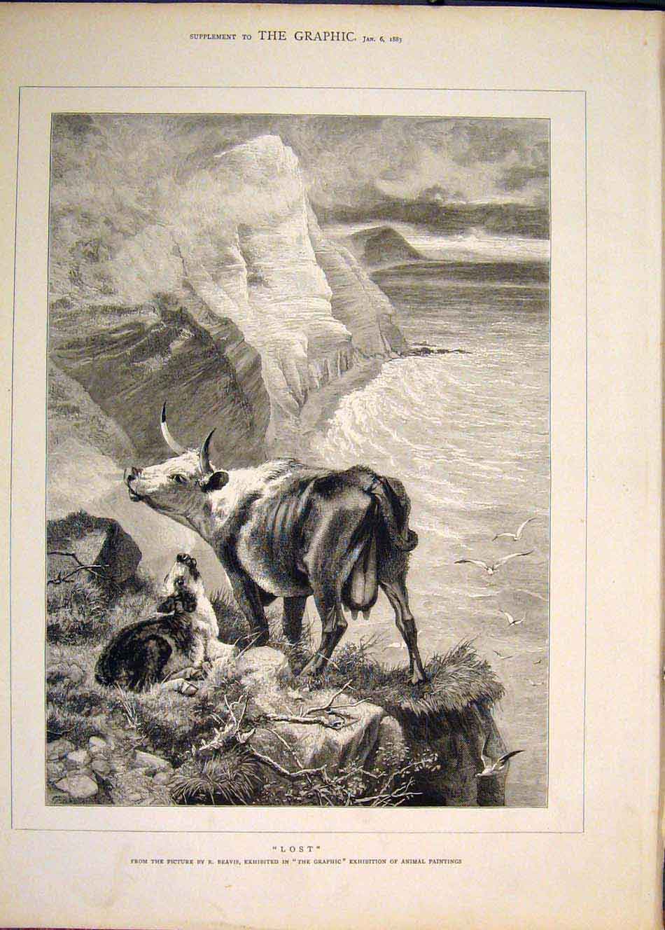 Original Old Antique Print Lost Cow Calf Cliff Sea Beavis Fine Art 1883 19th