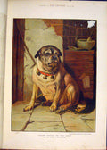 Original Old Antique Print Dog Physic Physics Dogs Edwin Douglas Color 1883 19th