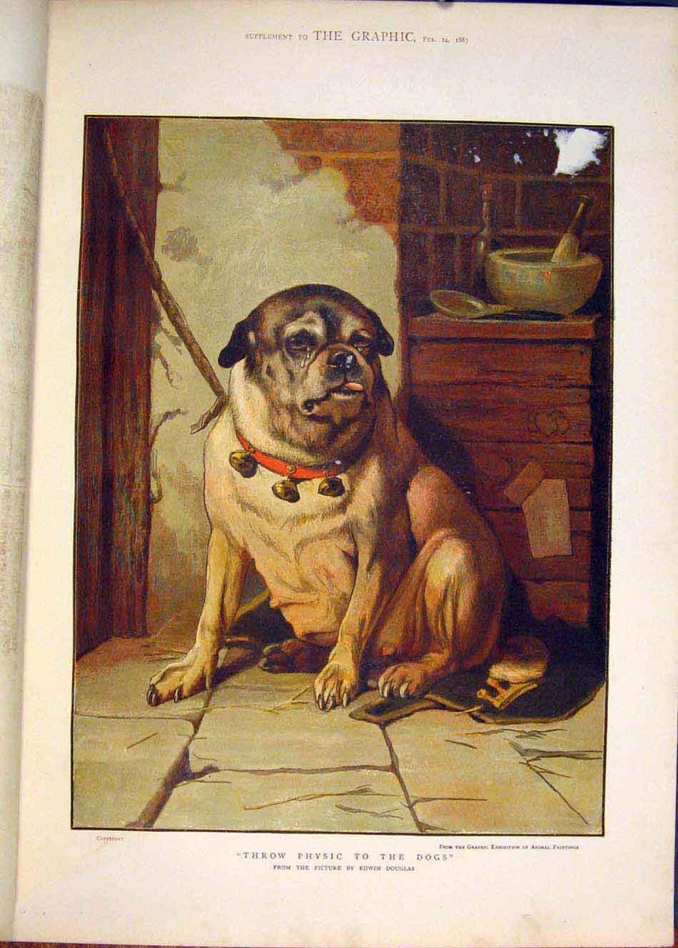 Original Old Antique Print Dog Physic Physics Dogs Edwin Douglas Color 1883 19th