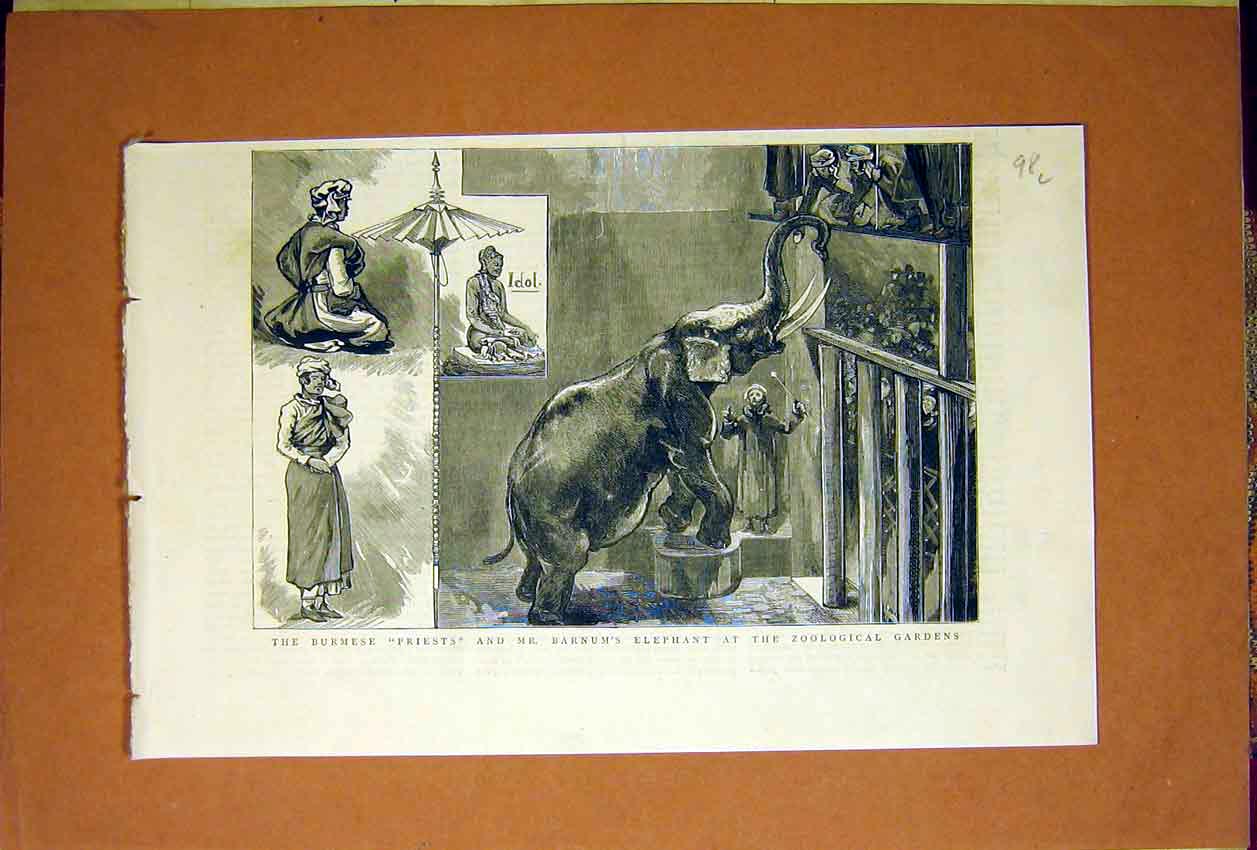 Old Antique Print Burmese Priest Barnum Elephant Zoological Gardens 1884 19th