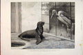Original Old Antique Print Neighbour Cape Sea Lion Adjutant Bird Marks 1891 19th