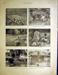 Original Old Antique Print Blood GAshanti Kings Skulls Temple Samory Agbosome