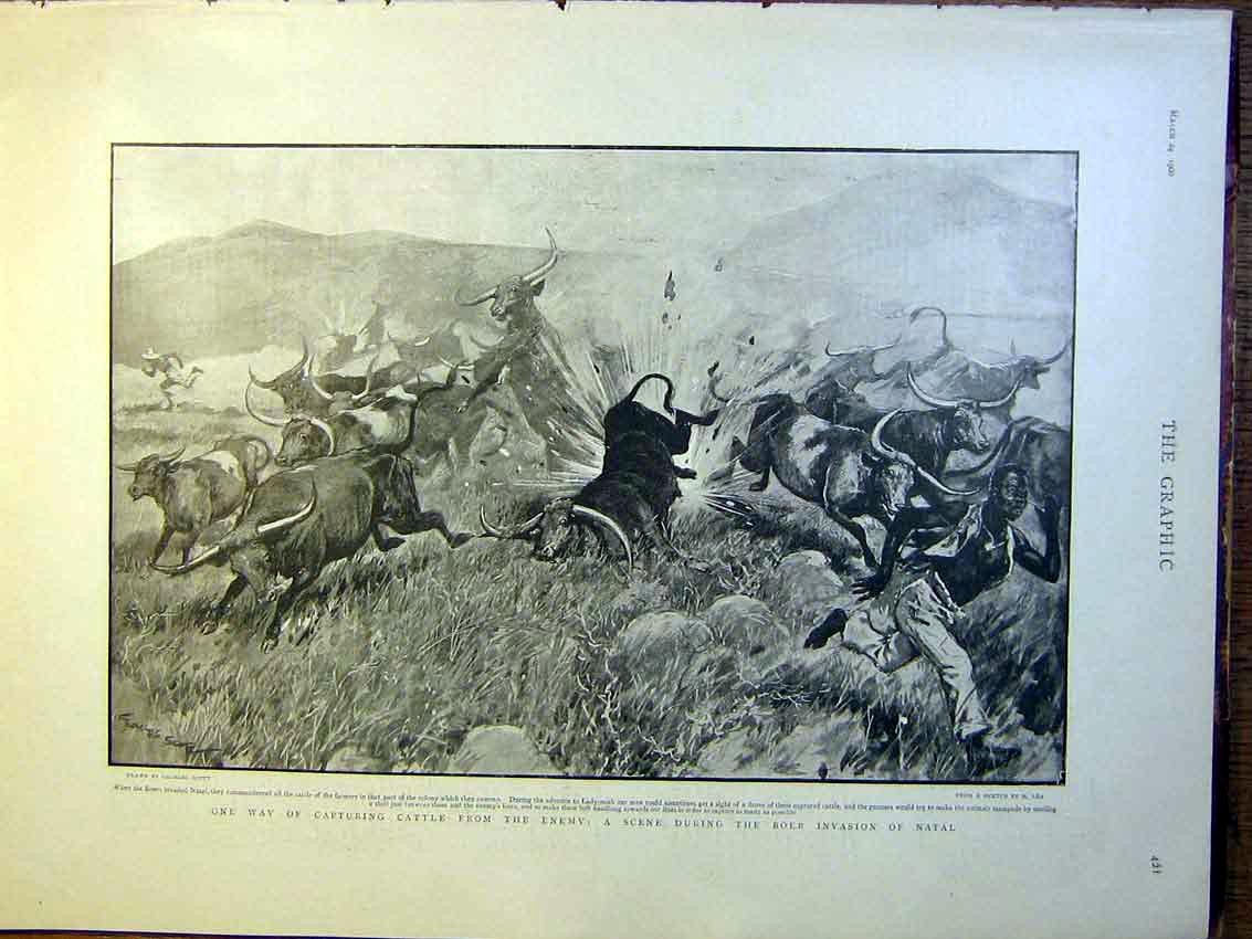 Original Old Antique Print Cattle Enemy Natal Africa Boer War Scott 1900 20th